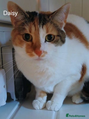 Mixed Breed cats ANNABELLE AND DAISY - Advert 1