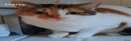 Mixed Breed cats for adoption: ANNABELLE AND DAISY - Advert 1