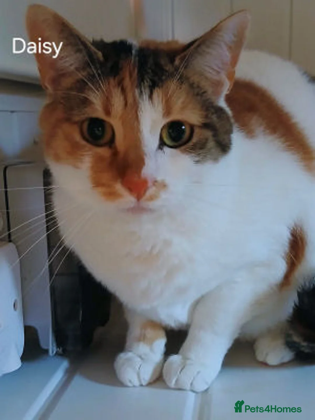 Mixed Breed cats for adoption: ANNABELLE AND DAISY - Advert 1