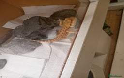 Bearded Dragon reptiles for sale: Beautiful baby is looking for forever home  - Image 2