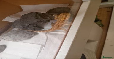 Bearded Dragon reptiles - Advert 4