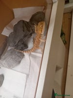 Bearded Dragon reptiles - Advert 4