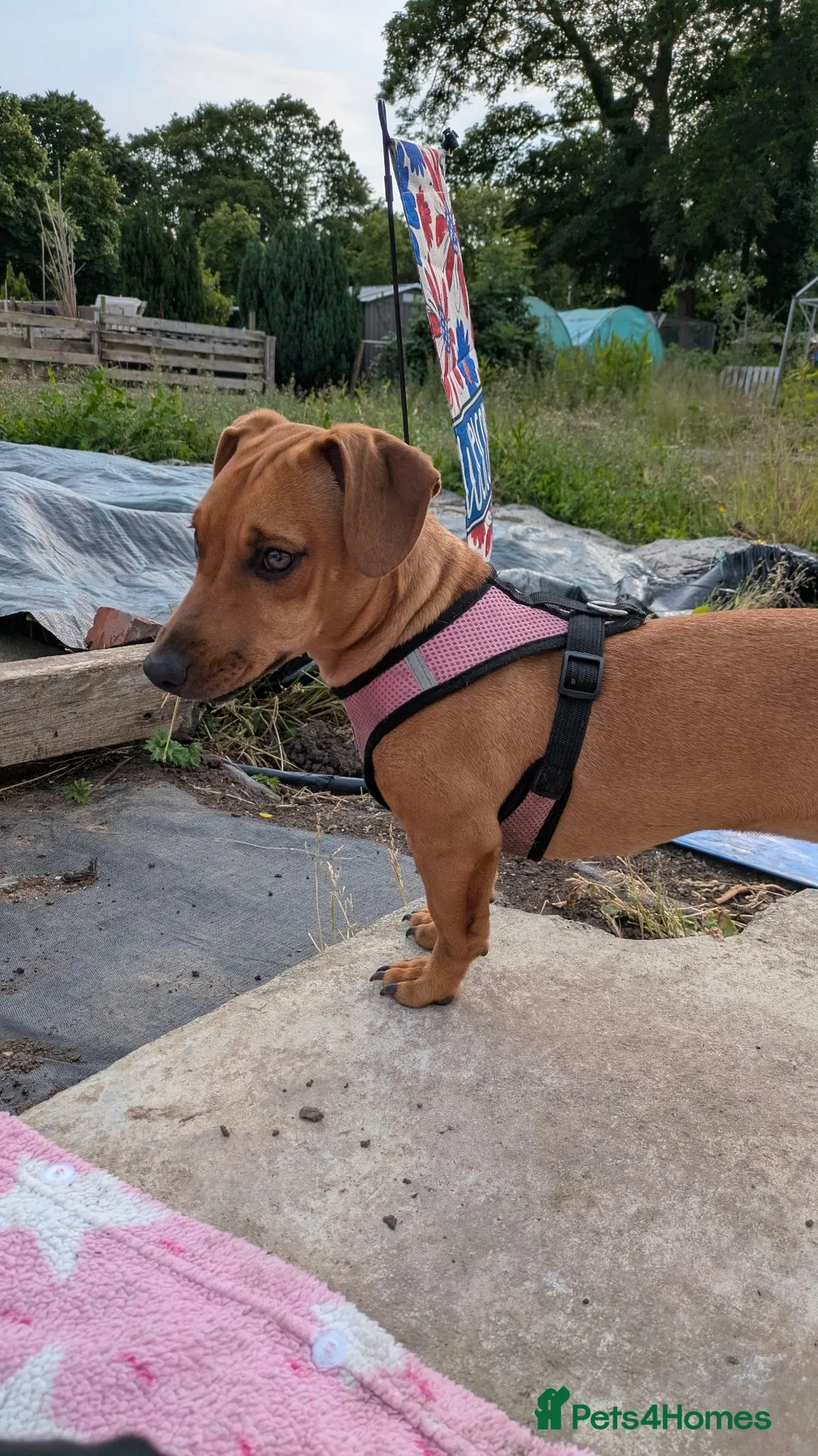 Mixed Breed dogs for sale: Mixed breed  - Advert 4