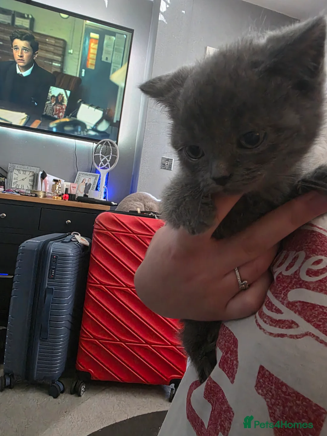 British Shorthair cats for sale: BSH cross 4 female 3 male pure grey ready now - Advert 10