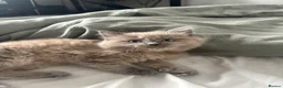 Ragdoll cats for sale: Ragdoll x mink tonkinese kittens  - Advert 10