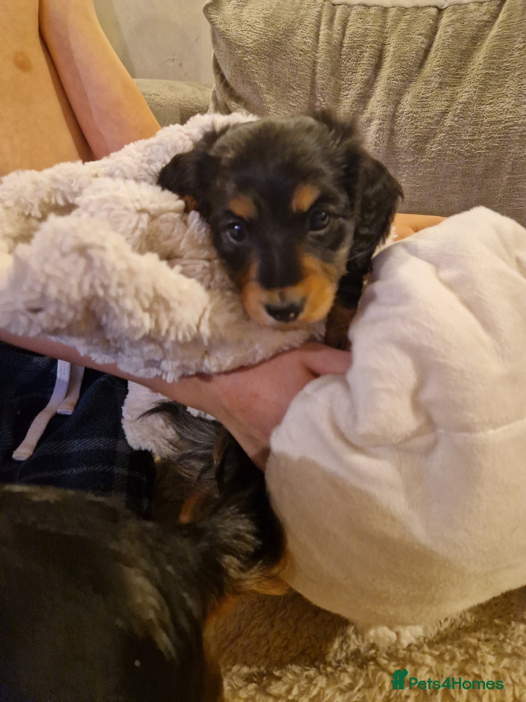 Long haired Miniature Daschund for sale in Stockport Pets4Homes