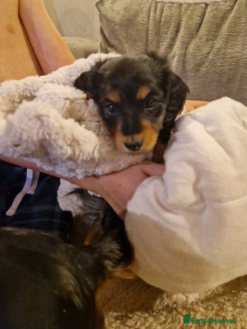 Miniature Dachshund dogs - Advert 7