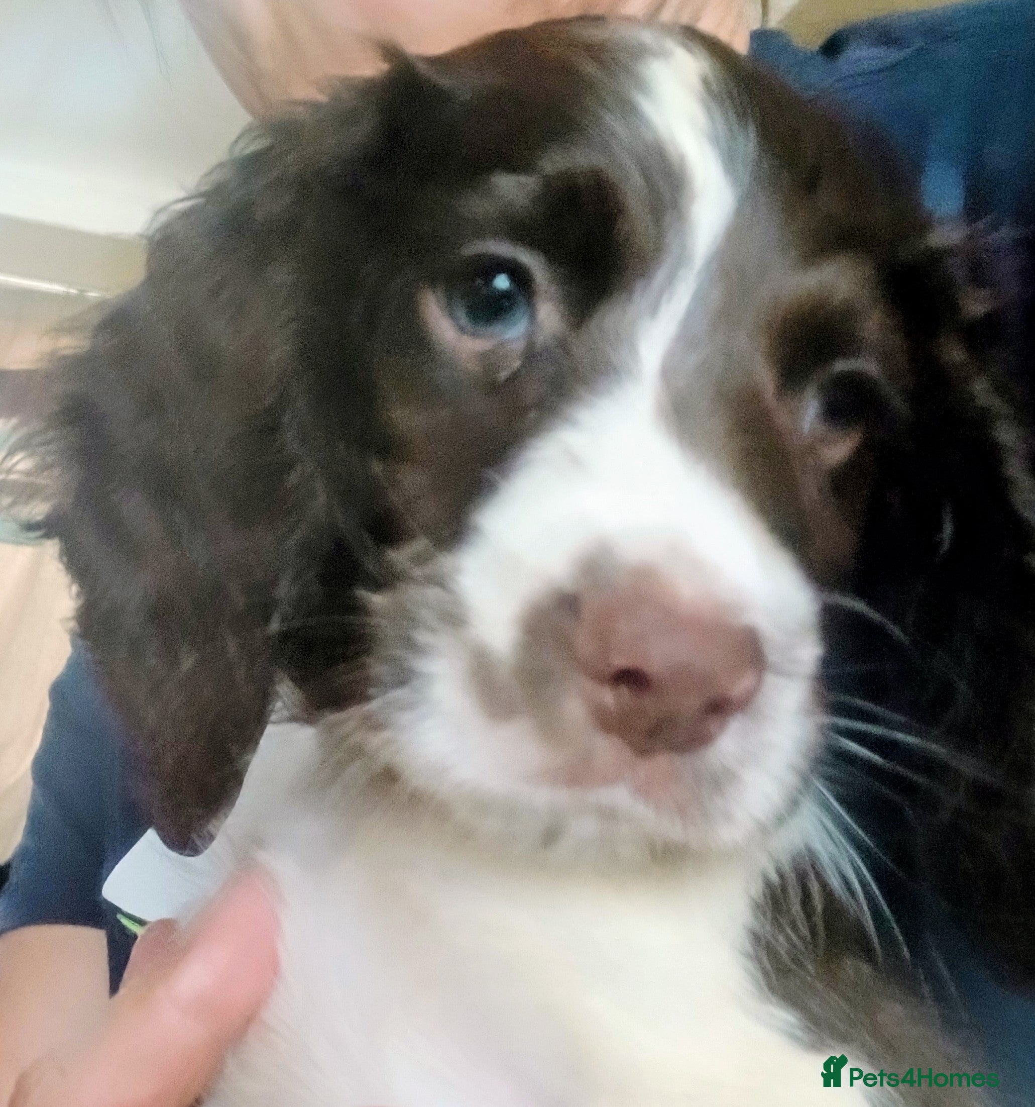 English Springer Spaniel dogs *Springer Spaniels *2 x boys*READY 15/06/26 £775 - Advert 2