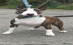 English Bull Terrier dogs for sale: WAITING LIST - KC Registered EBT pups - Image 2