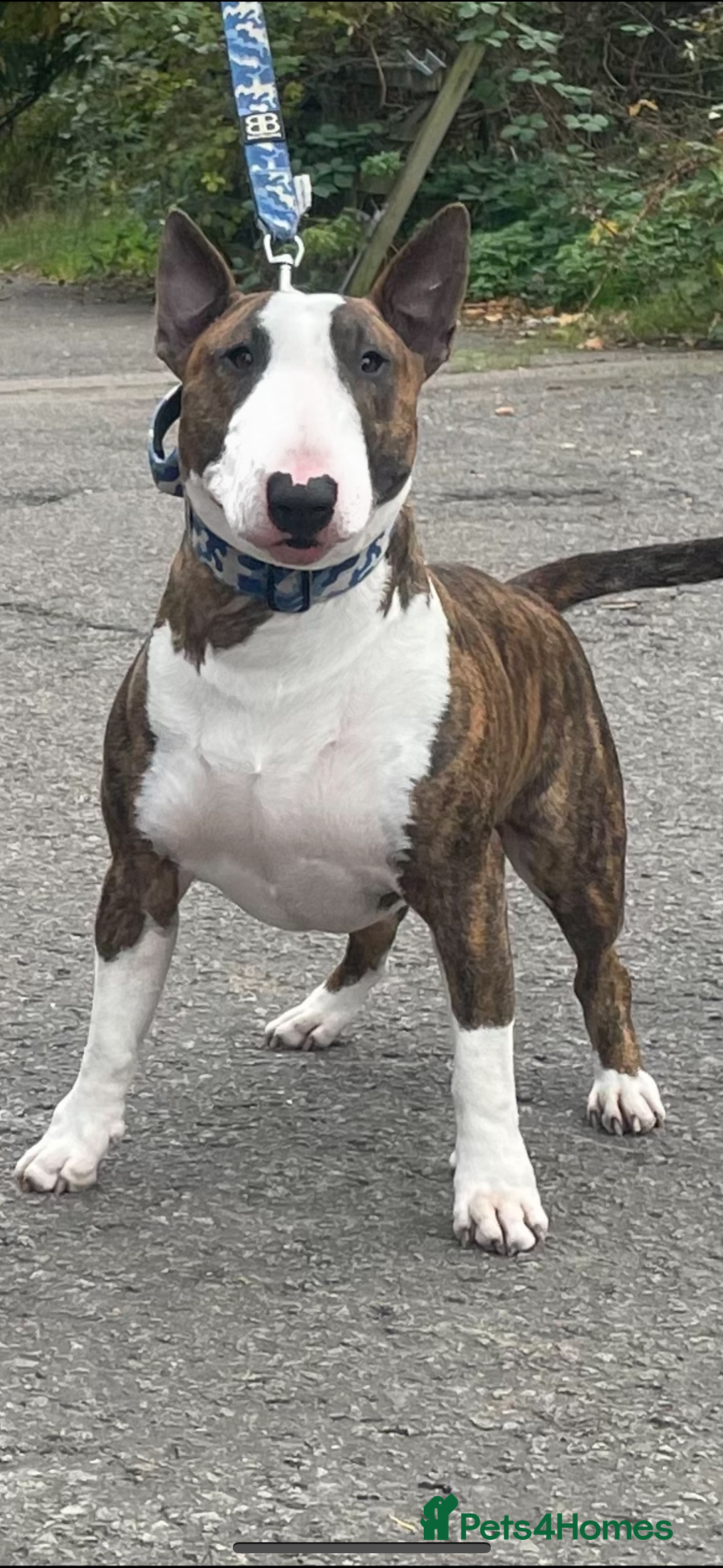 English Bull Terrier dogs for sale: WAITING LIST - KC Registered EBT pups - Image 2