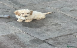Poochon dogs for sale: Beautiful cheeky poochon puppys  - Image 14