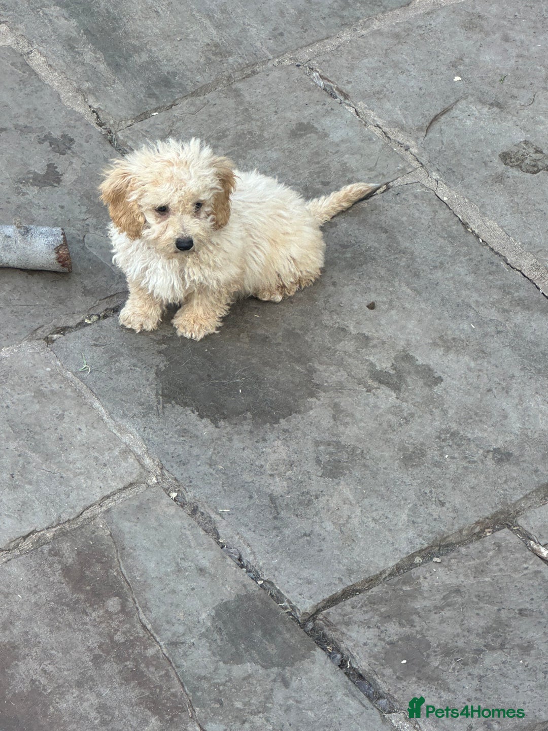 Poochon dogs for sale: Beautiful cheeky poochon puppys  - Image 14