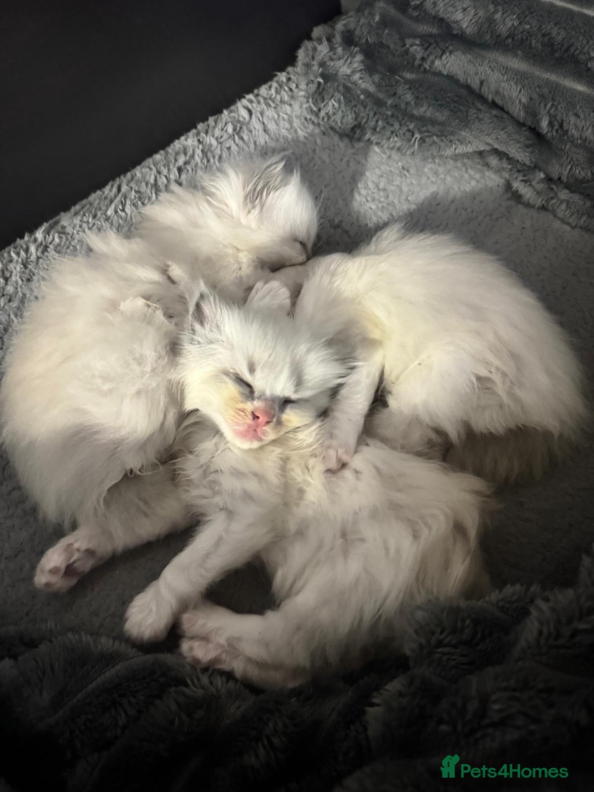 Ragdoll cats for sale: Pure ragdoll kittens - Advert 1