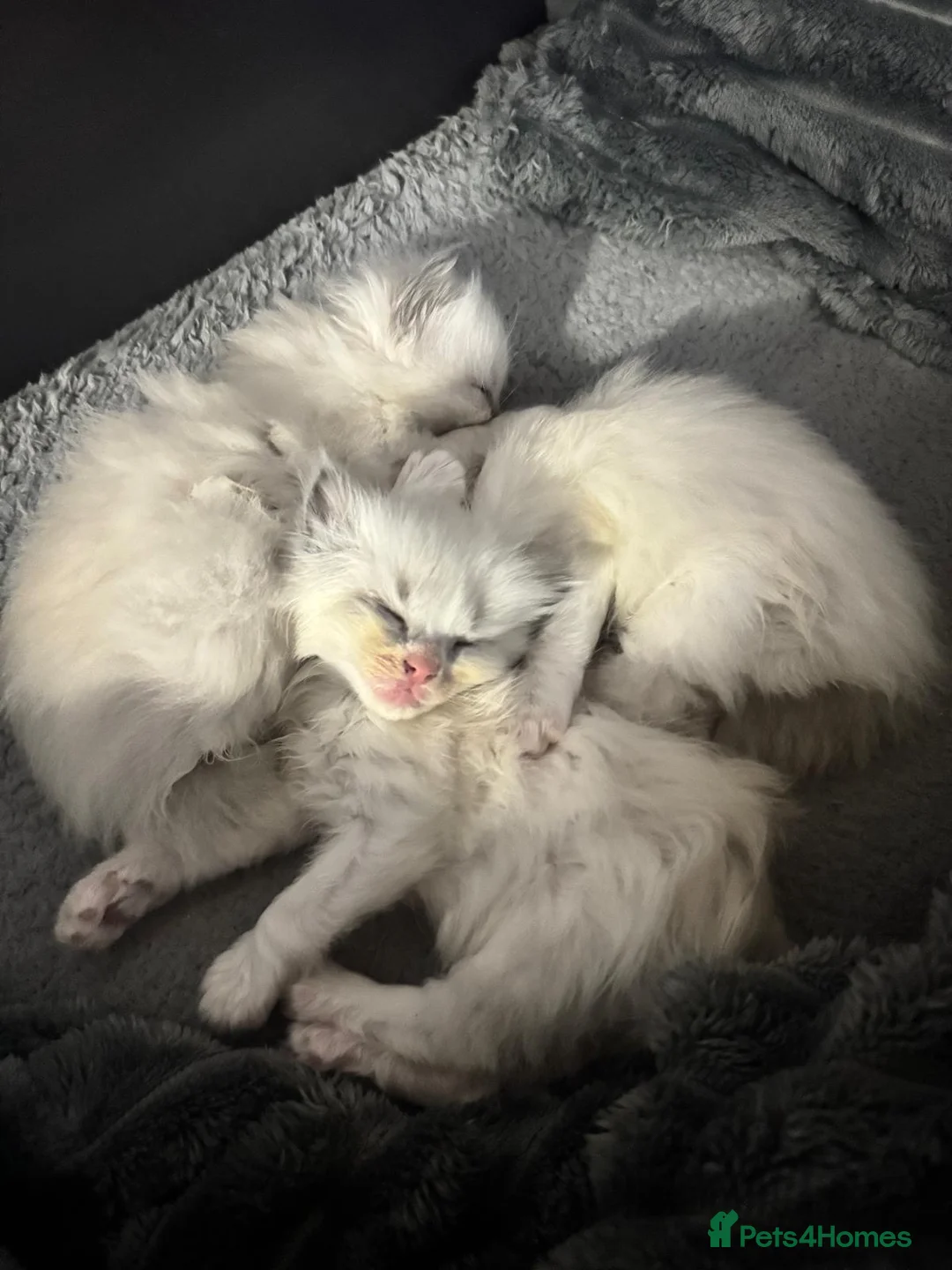 Ragdoll cats for sale: Pure ragdoll kittens - Advert 2
