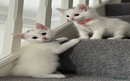 Mixed Breed cats for sale: Mixed breed white kittens  - Image 11