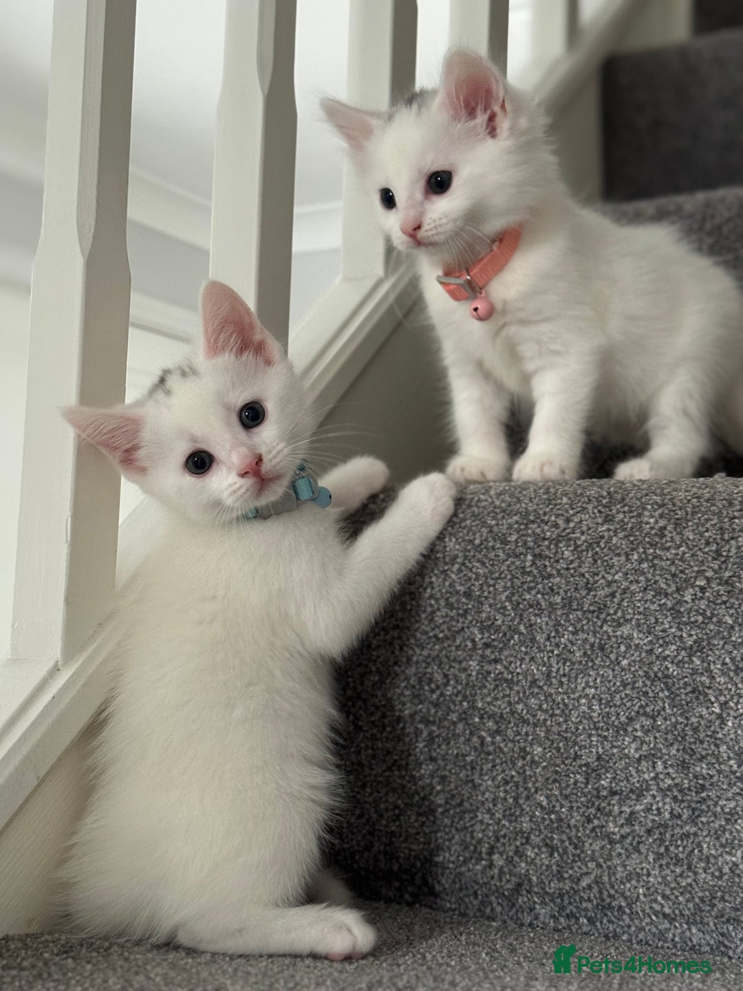 Mixed Breed cats for sale: Mixed breed white kittens  - Image 11