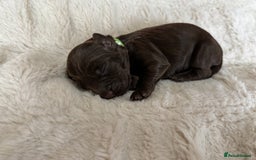 Cockapoo dogs for sale: 🍫🐶 F1b Chocolate Cockapoo Puppies🐶🍫  - Image 17