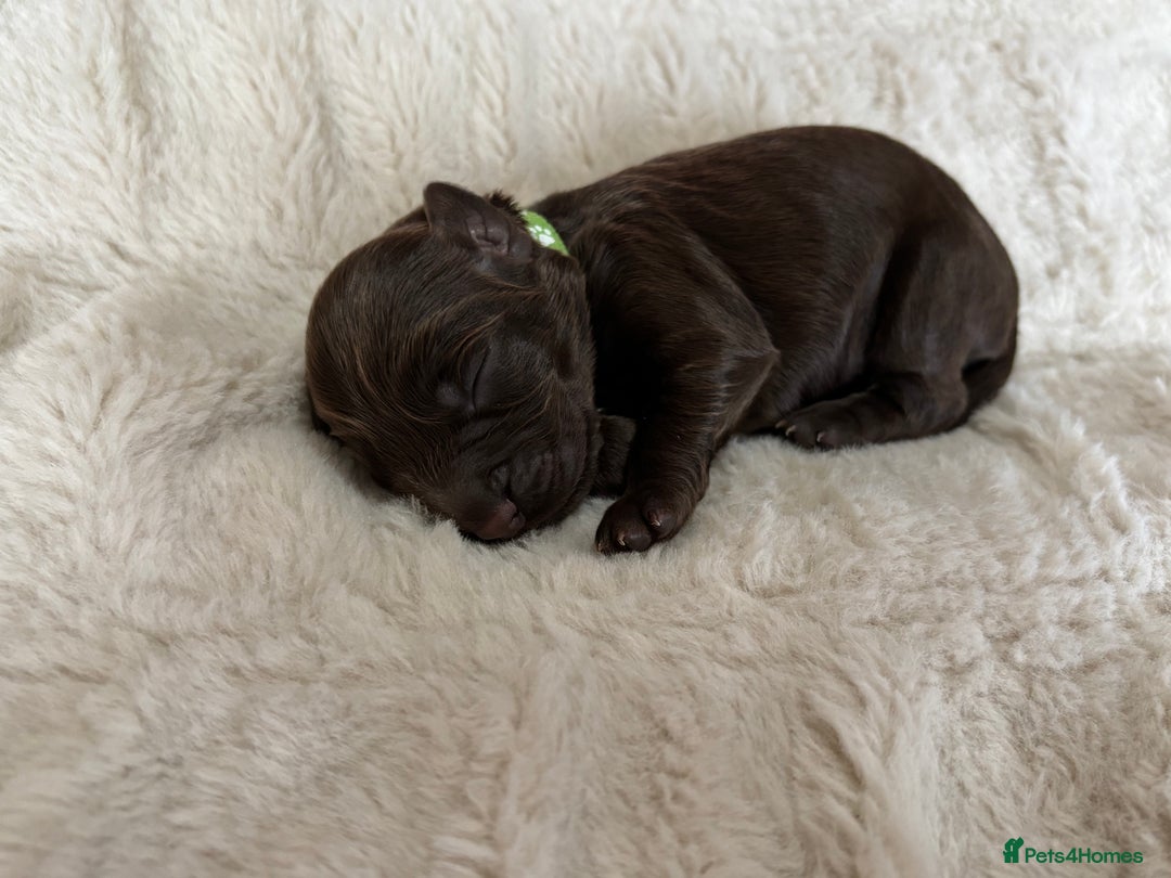 Cockapoo dogs for sale: 🍫🐶 F1b Chocolate Cockapoo Puppies🐶🍫  - Image 17