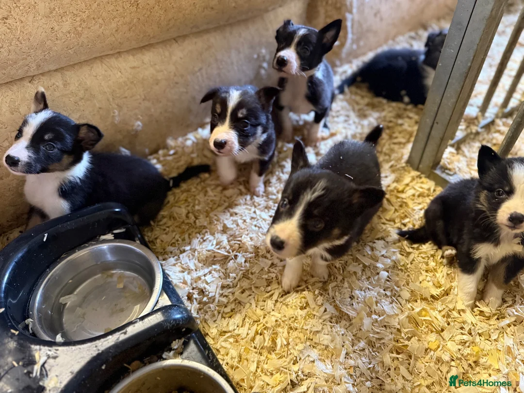 Border Collie dogs for sale: Border collie puppies  - Advert 2