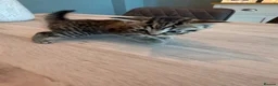 Mixed Breed cats for sale: Domestic shorthair (Tabby) Kittens  in Wisbech - Advert 19