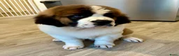 Saint Bernard dogs for sale: Beautiful kc reg 7month old Saint Bernard female  - Advert 11