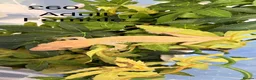 Gecko reptiles for sale: Crested Geckos various  in Burgess Hill - Advert 4
