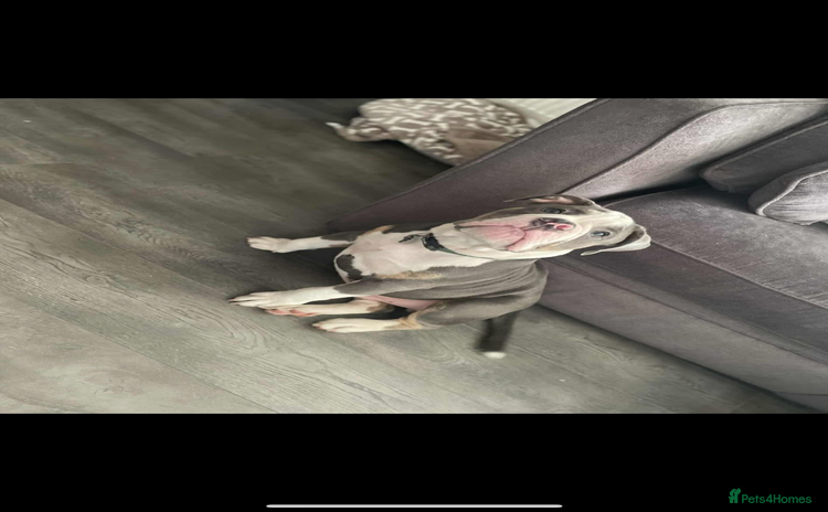 Olde English Bulldogge dogs - Advert 2