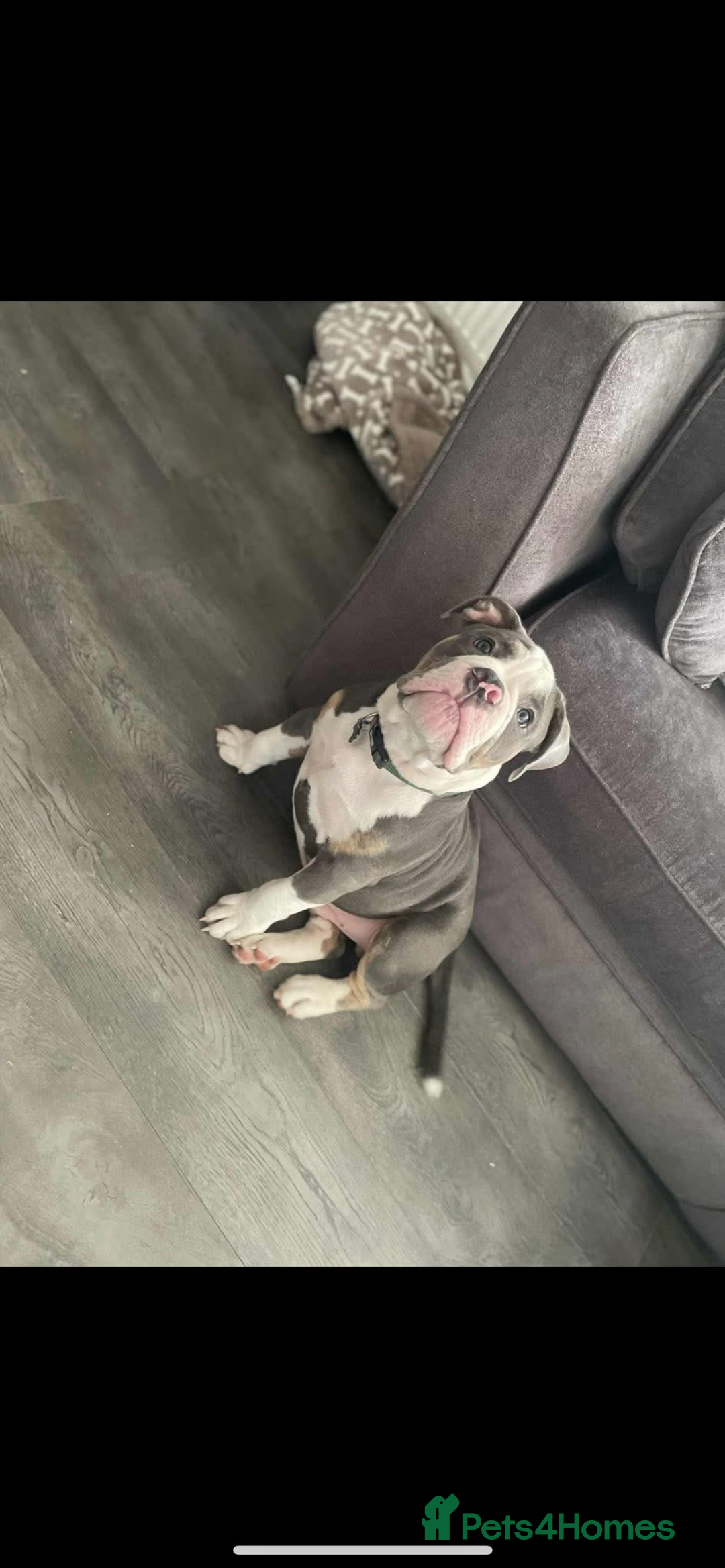 Olde English Bulldogge dogs for sale: Male OEB needing new home - Image 1