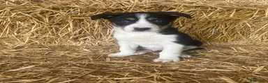 Border Collie Puppy 1