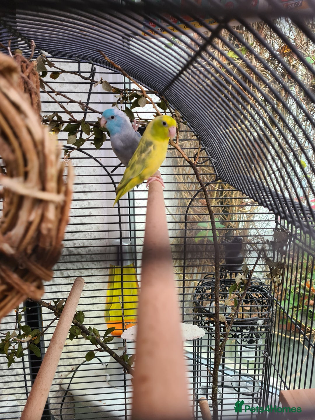 Parrots birds for sale: Celestial Parrotlets  - Advert 2