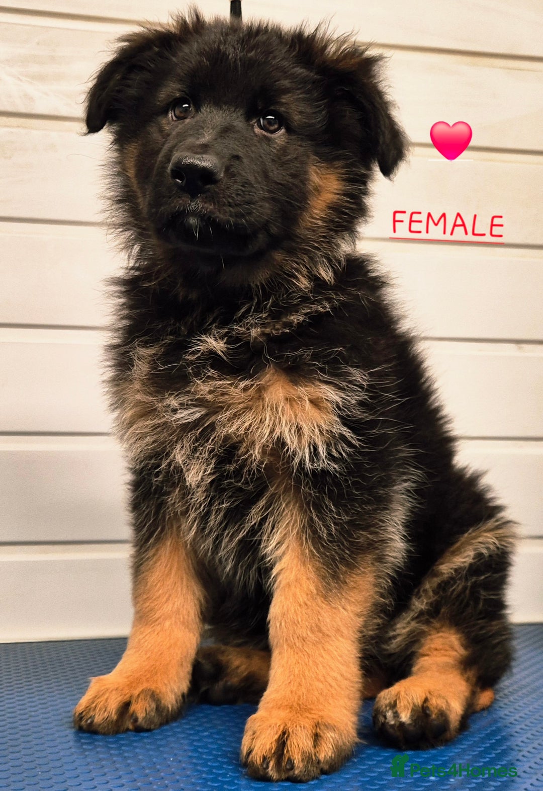 German Shepherd dogs for sale: KC reg health tested German shepherd puppies  - Image 1