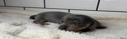 Miniature Dachshund dogs for sale: STUNNING MINIATURE DACHSHUNDS DAPPLE KC  - Advert 19