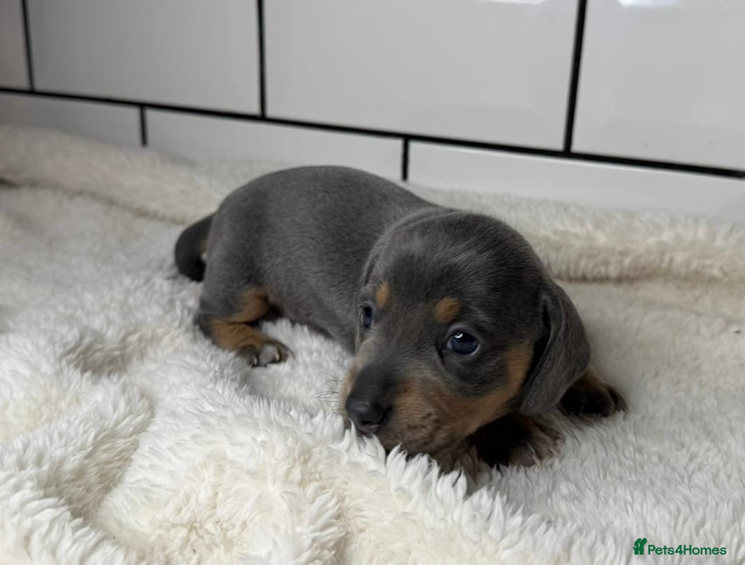 Miniature Dachshund dogs for sale: STUNNING MINIATURE DACHSHUNDS DAPPLE KC  - Advert 19