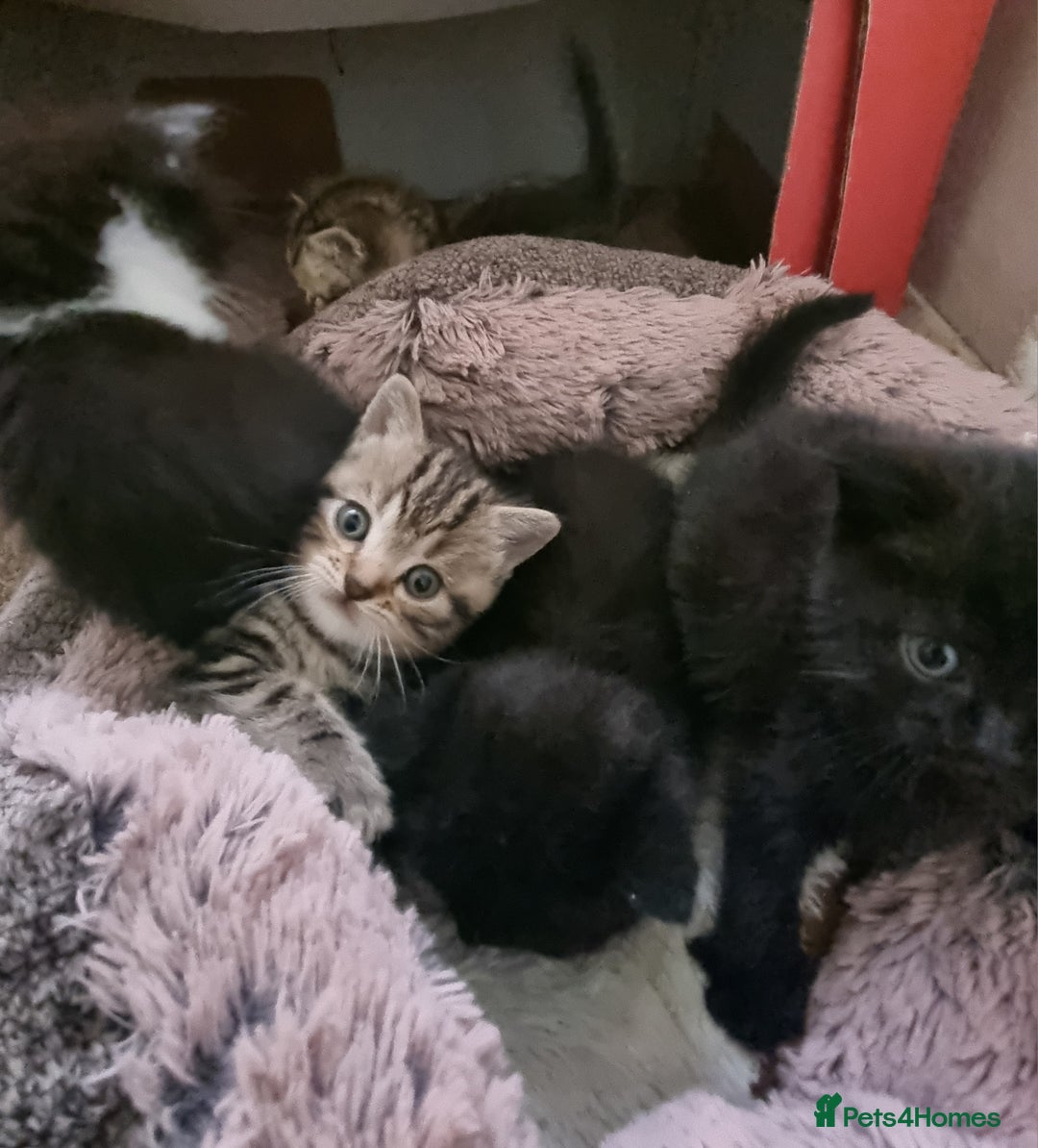 Mixed Breed cats for sale: Half british shorthair kittens - Image 9