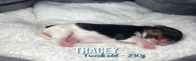 Tracey