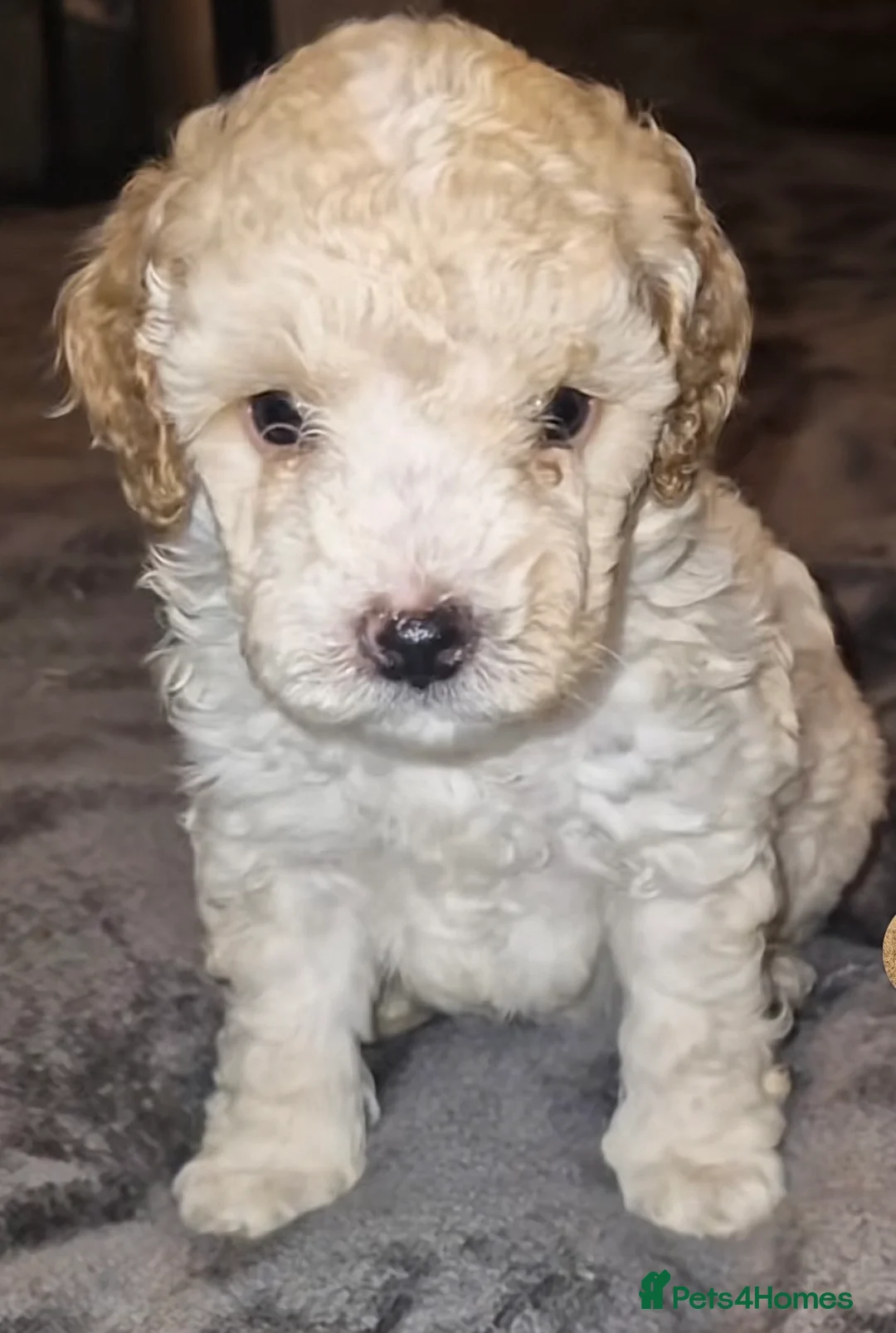 Toy Poodle dogs for sale: Toy poodle - Advert 1