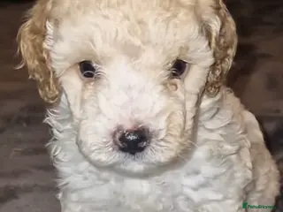 Toy Poodle dogs Toy poodle - Advert 2