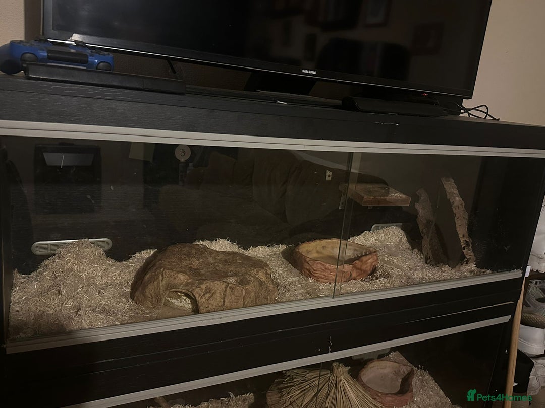 Python Snake reptiles for sale: 🐍 Ball Pythons for Sale – Collection Nottingham  - Image 20