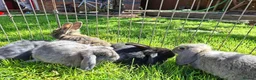 Mini Lop rabbits for sale: Pure breed minilop rabbits - Advert 5