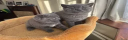 British Shorthair cats for sale: GCCF Registered Pure Breed Blue British Shorthair in New Malden - Advert 9
