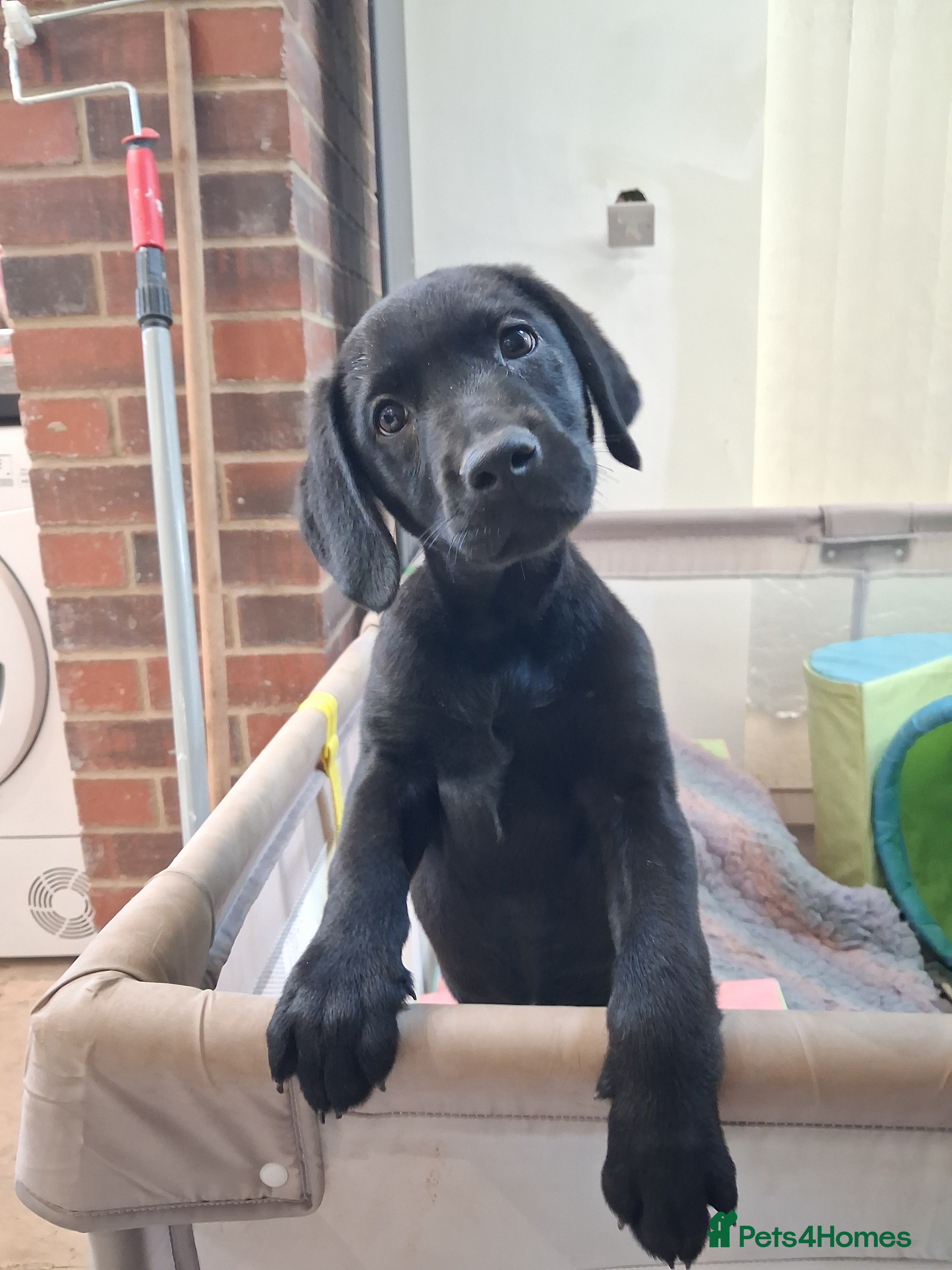Labrador Retriever dogs **LAST PUPPY, READY NOW** - Advert 3