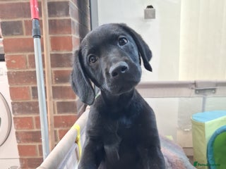 Labrador Retriever dogs **LAST PUPPY, READY NOW** - Advert 18
