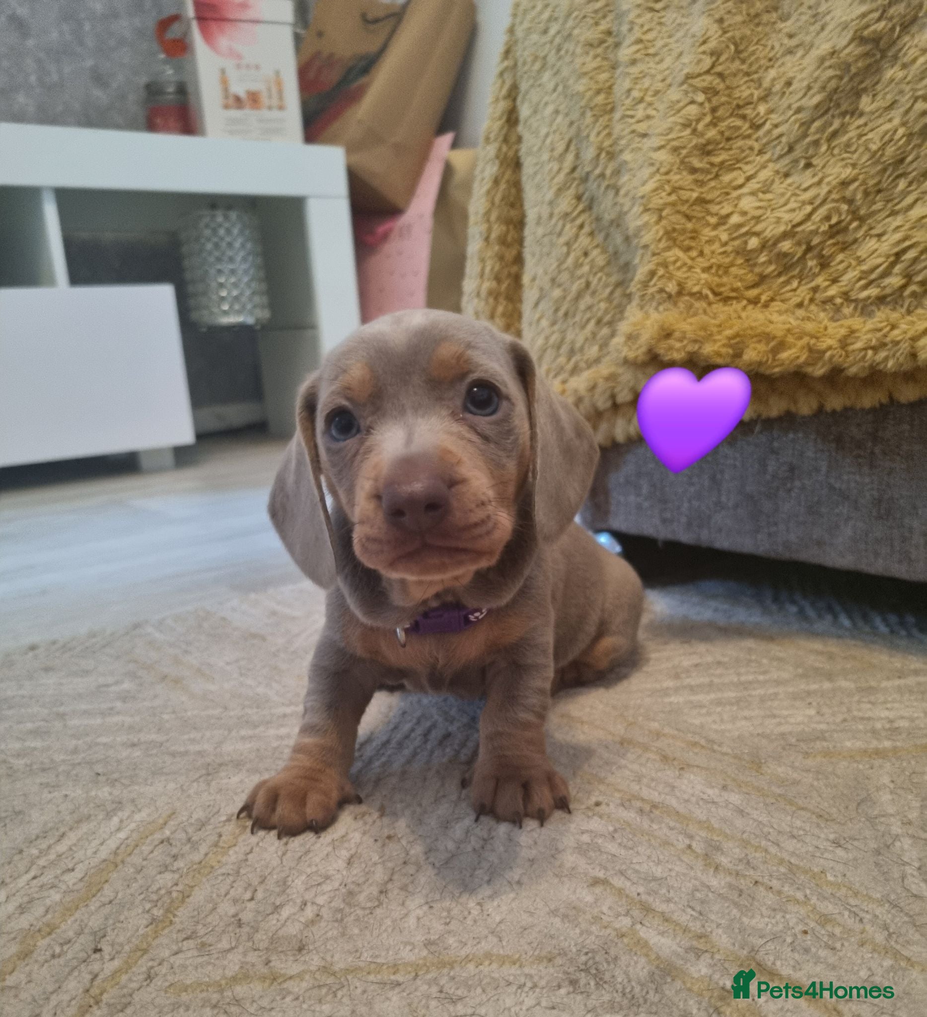 Dachshund dogs Miniature smooth daschund pups - Advert 16