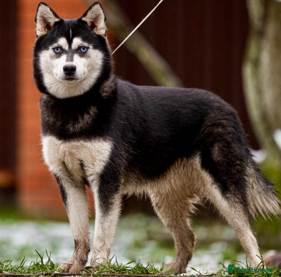 Pomsky dogs for adoption: LARA – Blue-eyed, Female Pomsky  - Advert 7