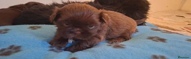 Shih Tzu 4