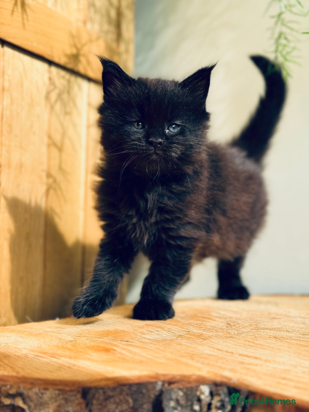 Maine Coon cats for sale: Maine Coon kittens - Advert 8