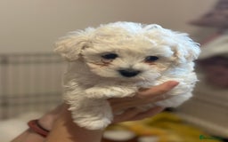 Bichon Frise dogs for sale: ✨ Bichon Frisé Puppies from Champion Bloodlines ✨ - Image 17