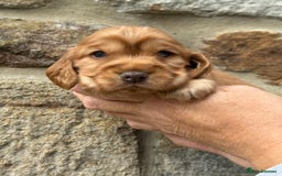 Cocker Spaniel dogs for sale: KC Show Cocker Spaniels fully health tested  - Image 4