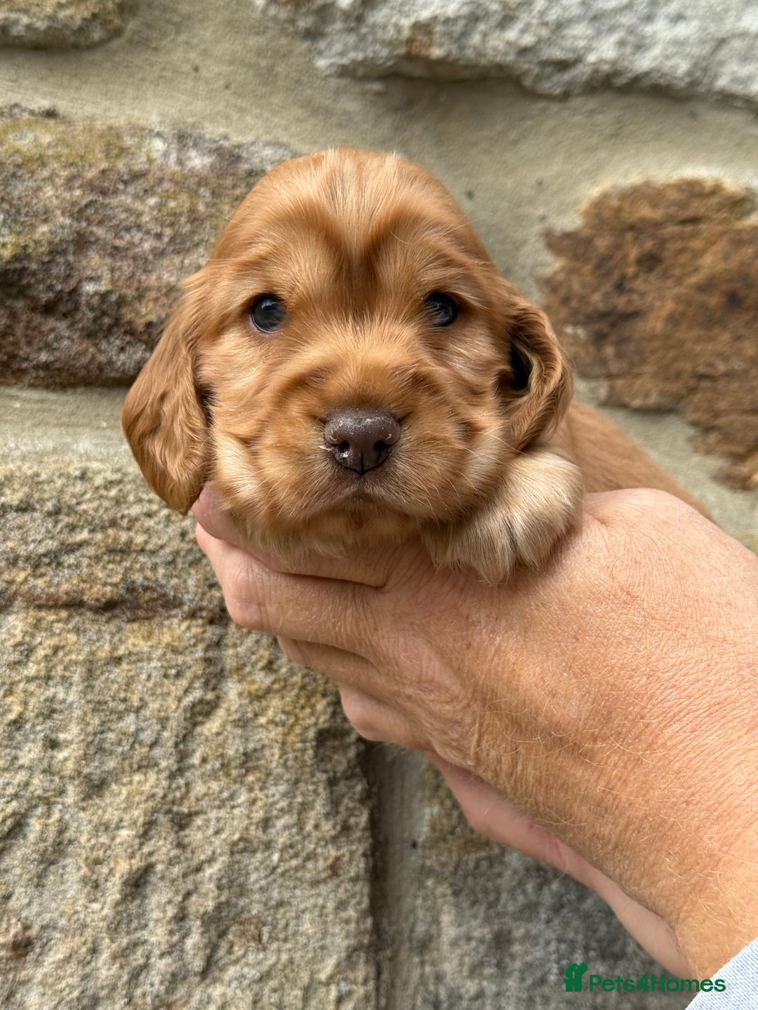 Cocker Spaniel dogs for sale: KC Show Cocker Spaniels fully health tested  - Image 4