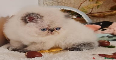 Persian cats - Advert 4